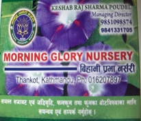 Morning Glory Nursery