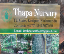 Thapa Nursery